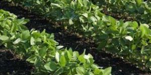 Micronutrient Fertilizers