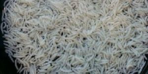 1121 Basmati Rice