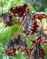 Gloriosa Superba Seeds