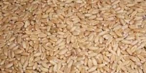 Natural Wheat