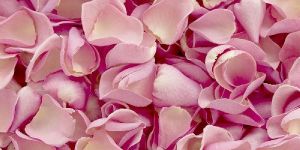 Dry Pink Rose Petals
