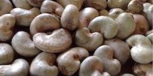 Raw Cashew
