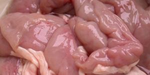 Frozen Pork Intestine