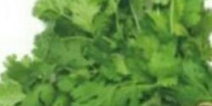 Green Coriander