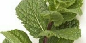 Mint Leaves