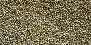 Bajra Seeds