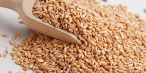 Wheat Seeds