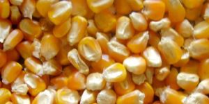 Yellow Maize Corn