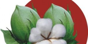 BG-II Cotton Hybrid Tukaram