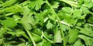 Coriander