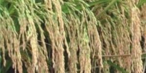 Elite Paddy Amrutbhog