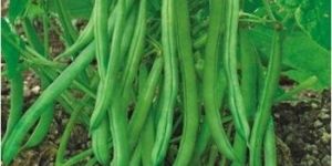 French Beans