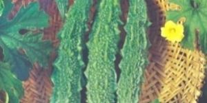 Hybrid Bitter Gourd