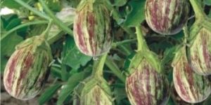 Hybrid Brinjal