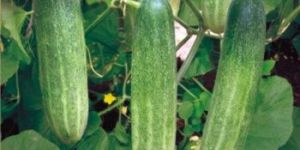 HyBrid Cucumber