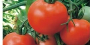 Hybrid Tomato