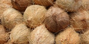 Premium Husked Coconut