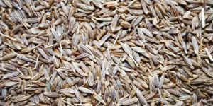 Cumin