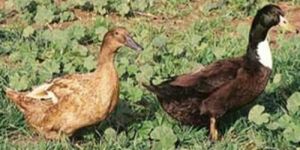 Golden Layer 300 Ducklings