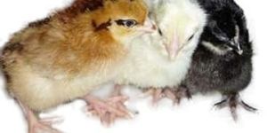 Giriraja Chicks