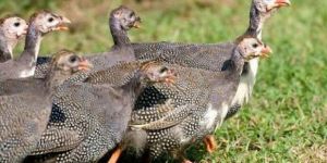 Guinea Fowl Chick