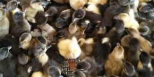 Indian Runner Ducklings