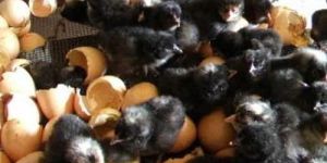 Kadaknath Chicks