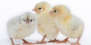 White Leg Horn Chicks