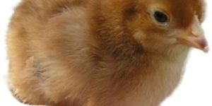 Rhode Island Red Chicks