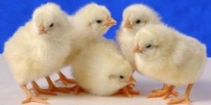 White Leghorn Chicks