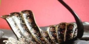 Handcrafted Duck Tray