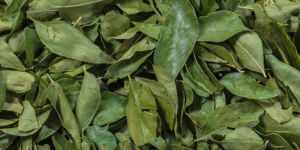 Curry Leaves