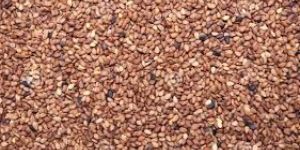Indian Sesame Seeds