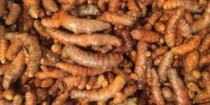 Turmeric Roots
