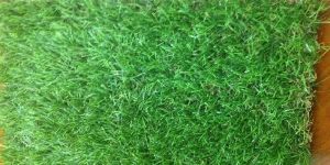 Natural Grass