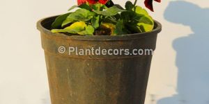 Pansy Plant Scarlet Red Blotch