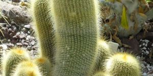 Parodia Leninghausii