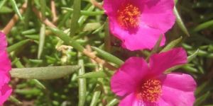 Portulaca