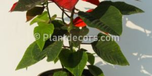 Red Poinsettia Plant