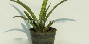 Sansevieria Zeylanica
