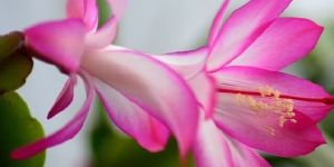 Schlumbergera