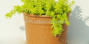 Sedum Angelina Plant