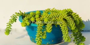 Sedum Morganianum