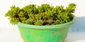 Sedum Rubrotinctum in Basket