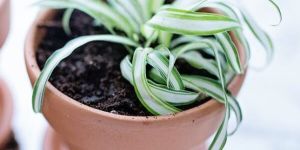 Spider Plant