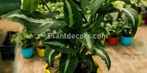 Syngonium Wendlandii Schott