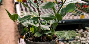 Zamioculcas Zamiifolia