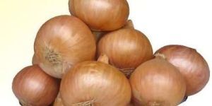 Fursungi Onion Seed