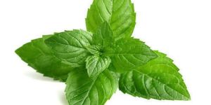 Fresh Mint Leaves