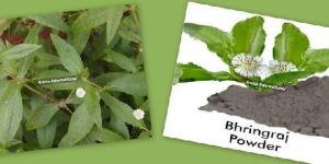 Bhringraj